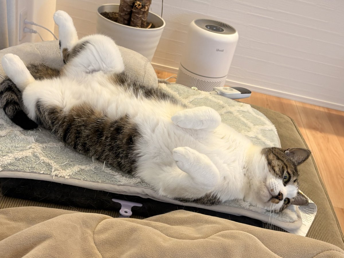Eli000028's tweet photo. 世界中の猫たちが幸せに暮らせますように。
野良猫が居ない世界が来ますように。
真っ黒だった元野良猫もあれから一年、こんなにふわふわに🤭
今月は猫の日ネイル💅 #猫の日 https://t.co/uk2e1HVq4Z
