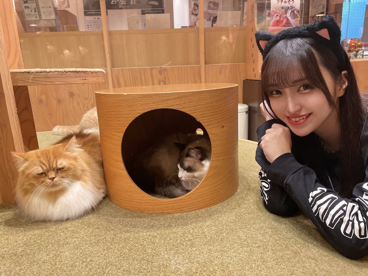 猫の日 何枚目の猫が飼いたいですかー？