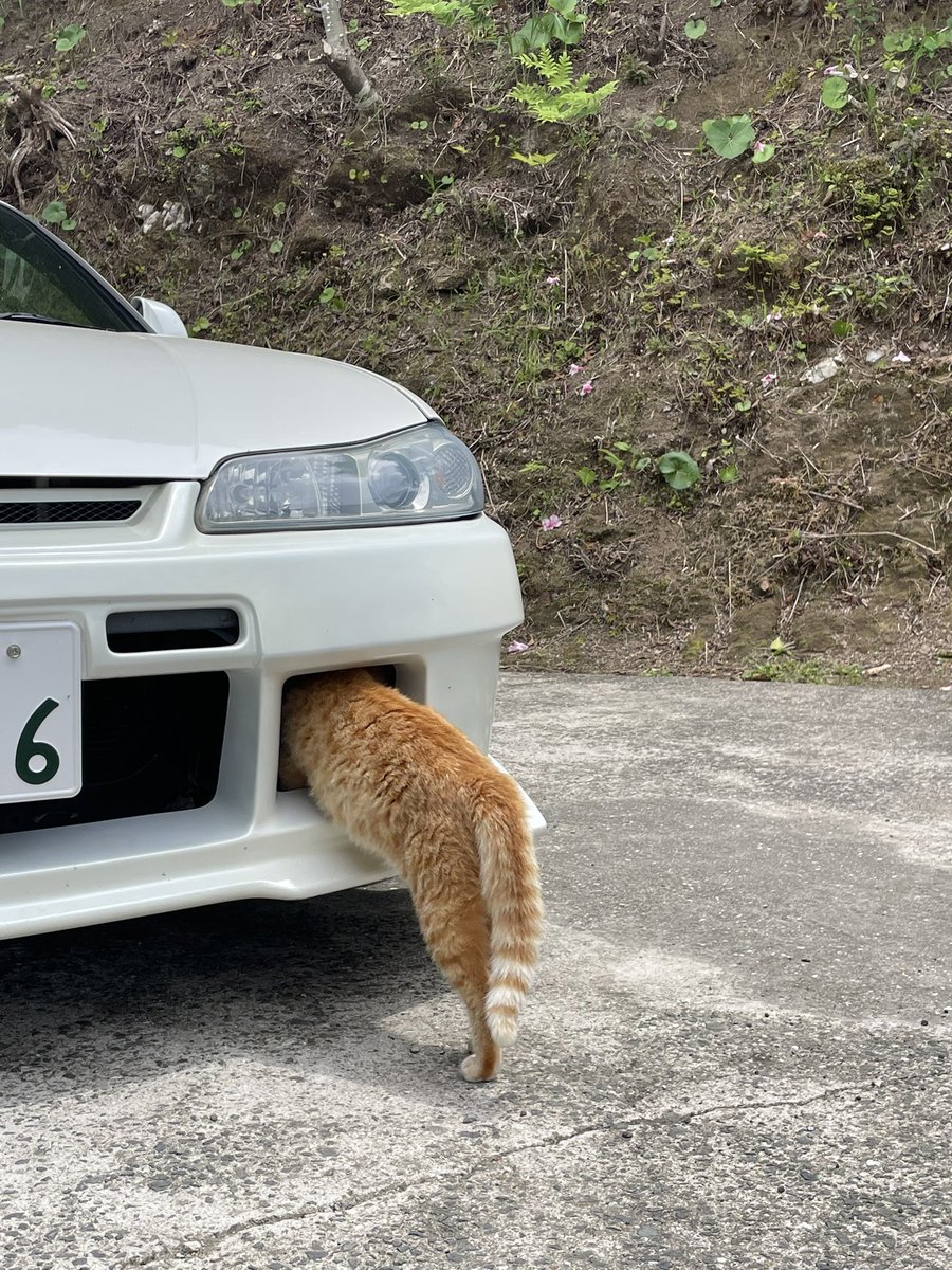 s15_wkn's tweet photo. 猫の日。 https://t.co/OH6Gu2H8nY