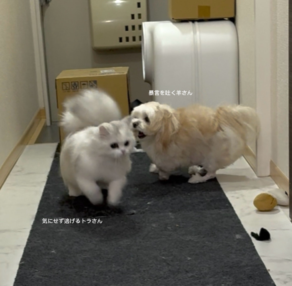 羊さんとトラさん tweet media