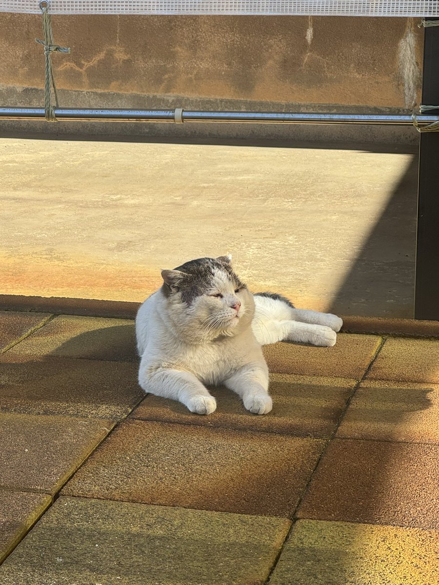 junjun_1113's tweet photo. 猫の日なので、うちのハチと遊びにくる白猫。 https://t.co/TdsEScYgIB