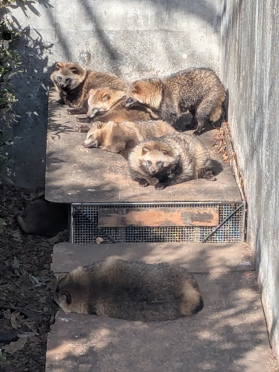 3連休はタヌキが増えるらしい #3連休はタヌキさんが増えるらしい お