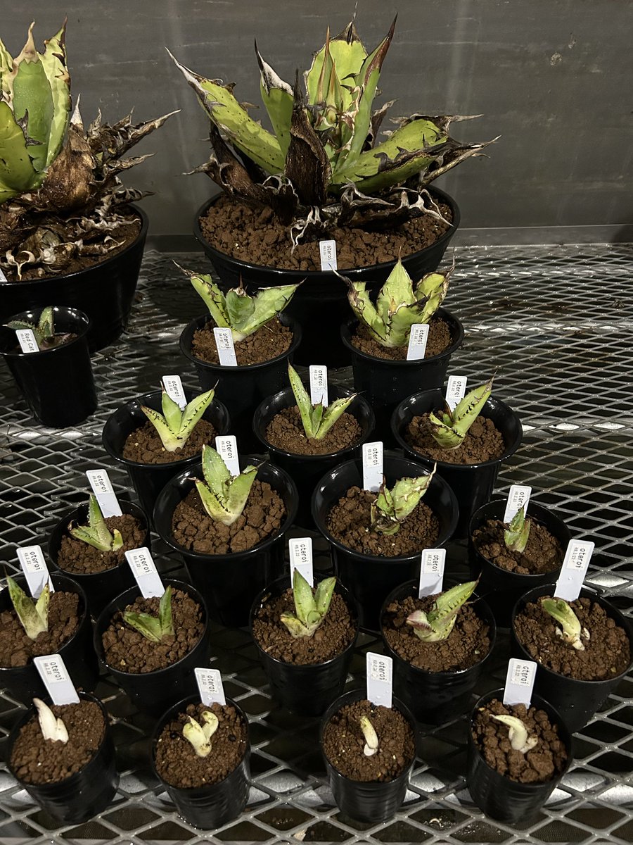 夜の仕事23日目】アガベ の植え替え #oteroi #titanota 画像奥の親株