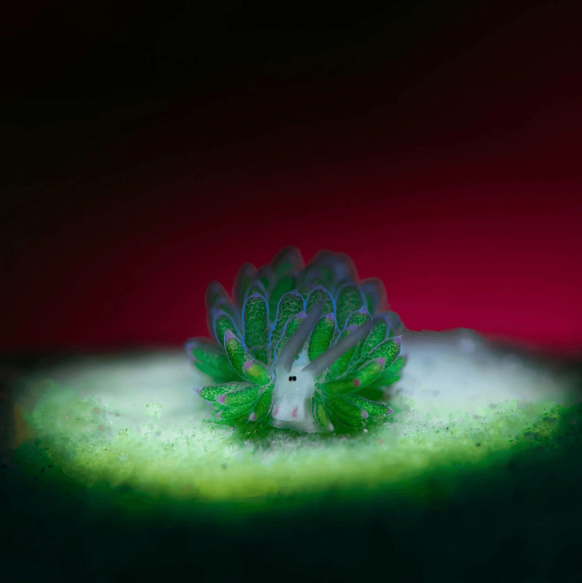 Coralbound tweet media