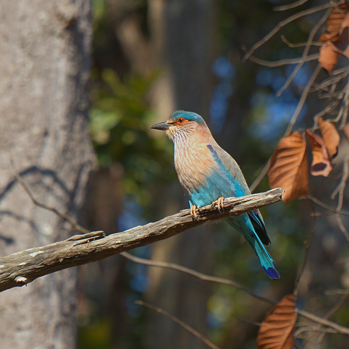 apdeshpand's tweet photo. An #IndianRoller perched on a branch in #kanhatigerreserve
#birding #indiaves #mptourism #travel #vacation #Canon https://t.co/iU4JZ6zzDh