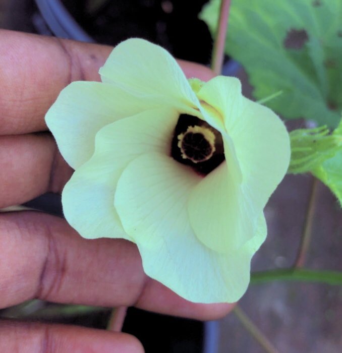 dami_faribido's tweet photo. Flower of Abelmoschus esculentus(okra) from the family Malvaceae. Okra is economically use as a source of food, cash crop, medicinal purposes and many others. It is native to North east Africa.
PC📸: Me
#botanicals #naturescience #photography #floralart https://t.co/w5mEP6rY2E