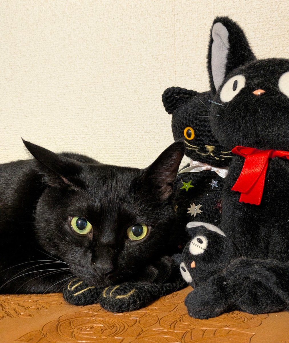 今日は2月22日、猫の日😺🐾 世界中の猫ちゃんが、幸せに暮らせますよう