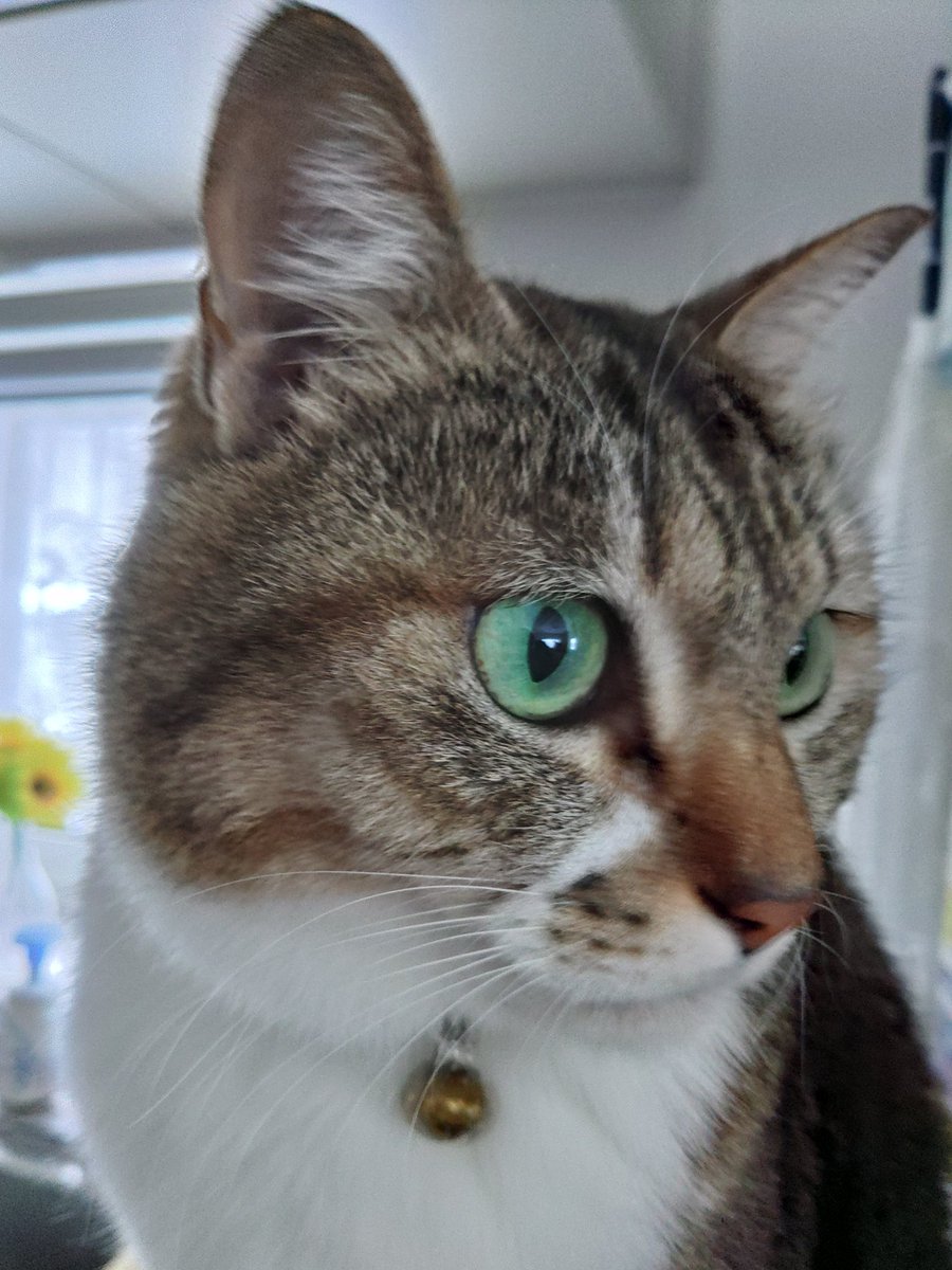 ccmgs228's tweet photo. 猫の日らしいので家の猫を。
#猫の日 https://t.co/M3l35BKd4R