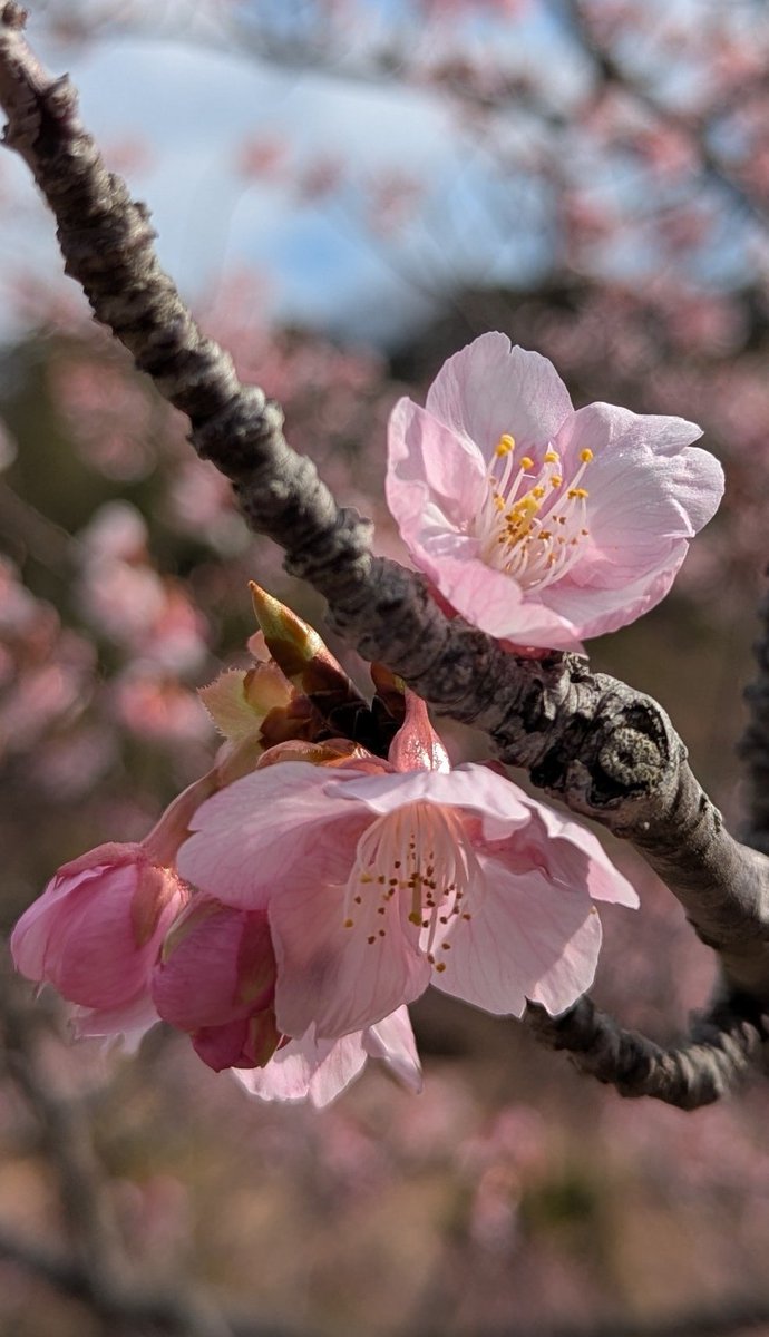 桜でも見ましょう🌸