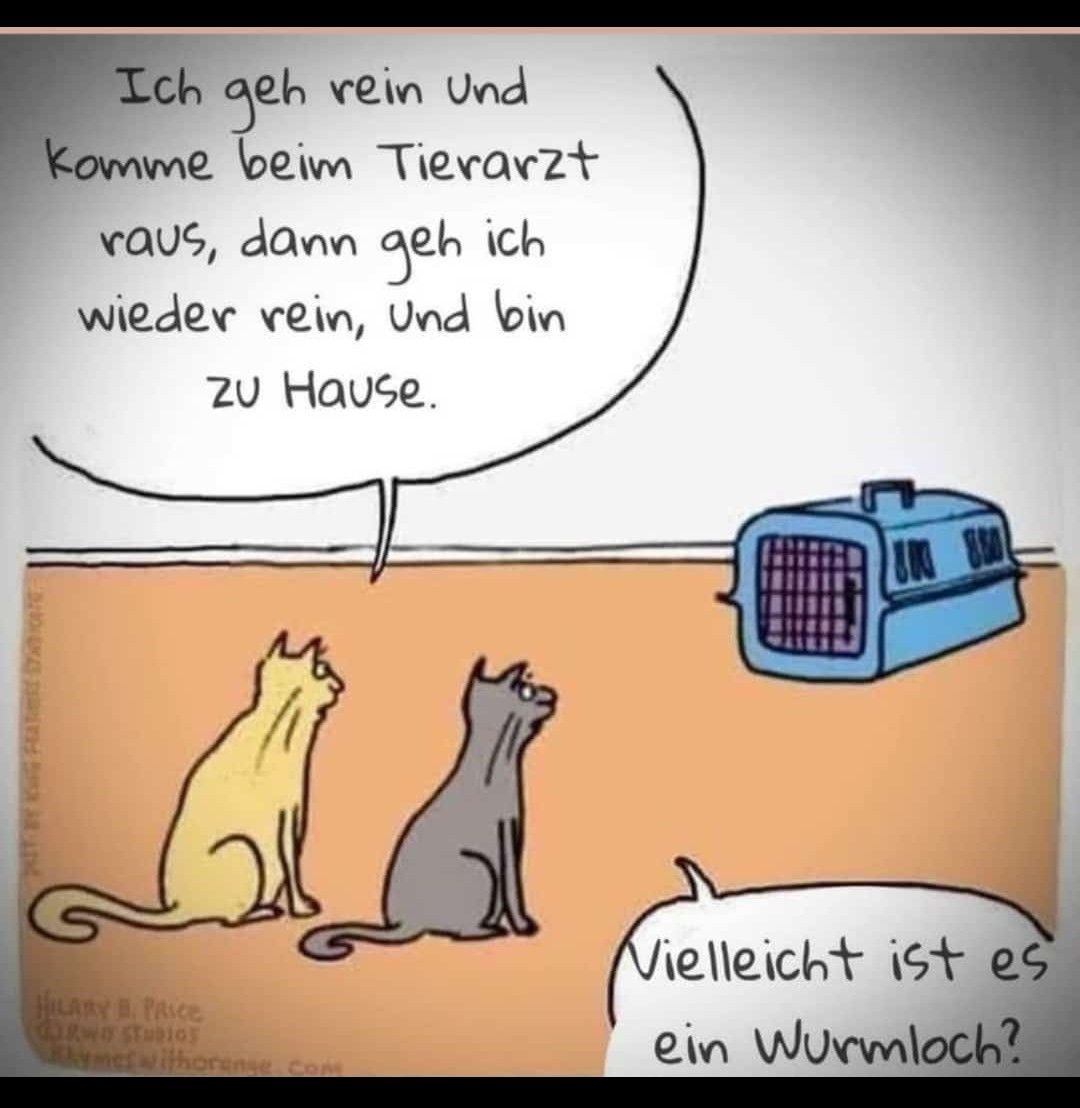 DoroPieper's tweet photo. 😺😻 Komisch , komisch , gel 😻😹😽
meine Lieben,
der Sonntag sammelt die verstreuten Gedanken und macht daraus Ruhe🫶
#sonntags #katzenleben #katzenliebe #tierliebe #lacherprise #humorvoll #lachenistgesund #spruchdestages https://t.co/6NTce2mATg