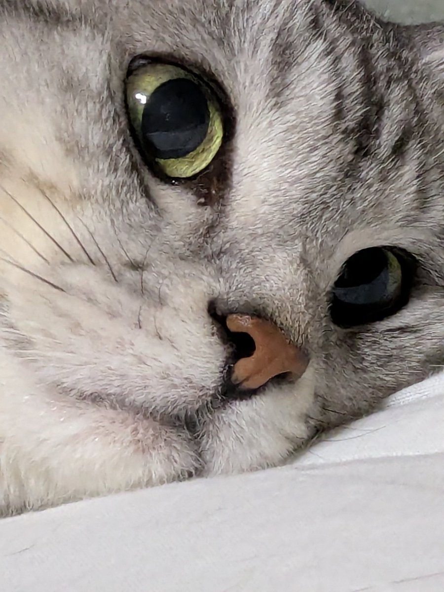 rin_obaka1's tweet photo. 猫の日か…((虚無 https://t.co/8olacXWMGO