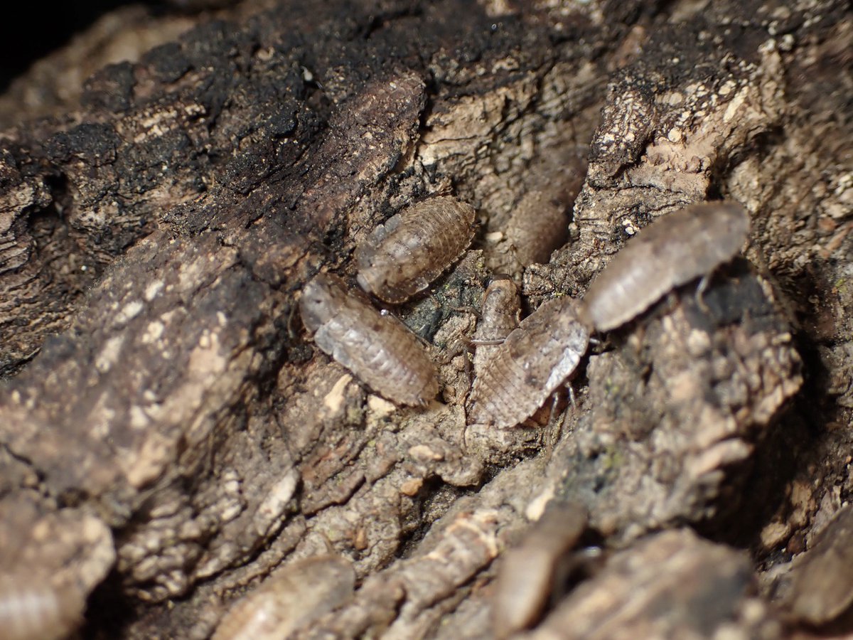 ぴーちゃん (合)Bebe Rep. 3/28.29【ナゴヤレプタイルズワールド】に出店します tweet media