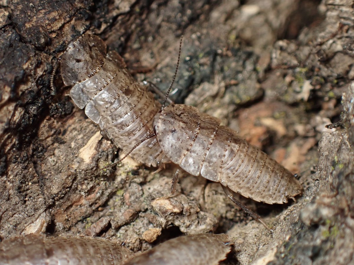 ぴーちゃん (合)Bebe Rep. 3/28.29【ナゴヤレプタイルズワールド】に出店します tweet media