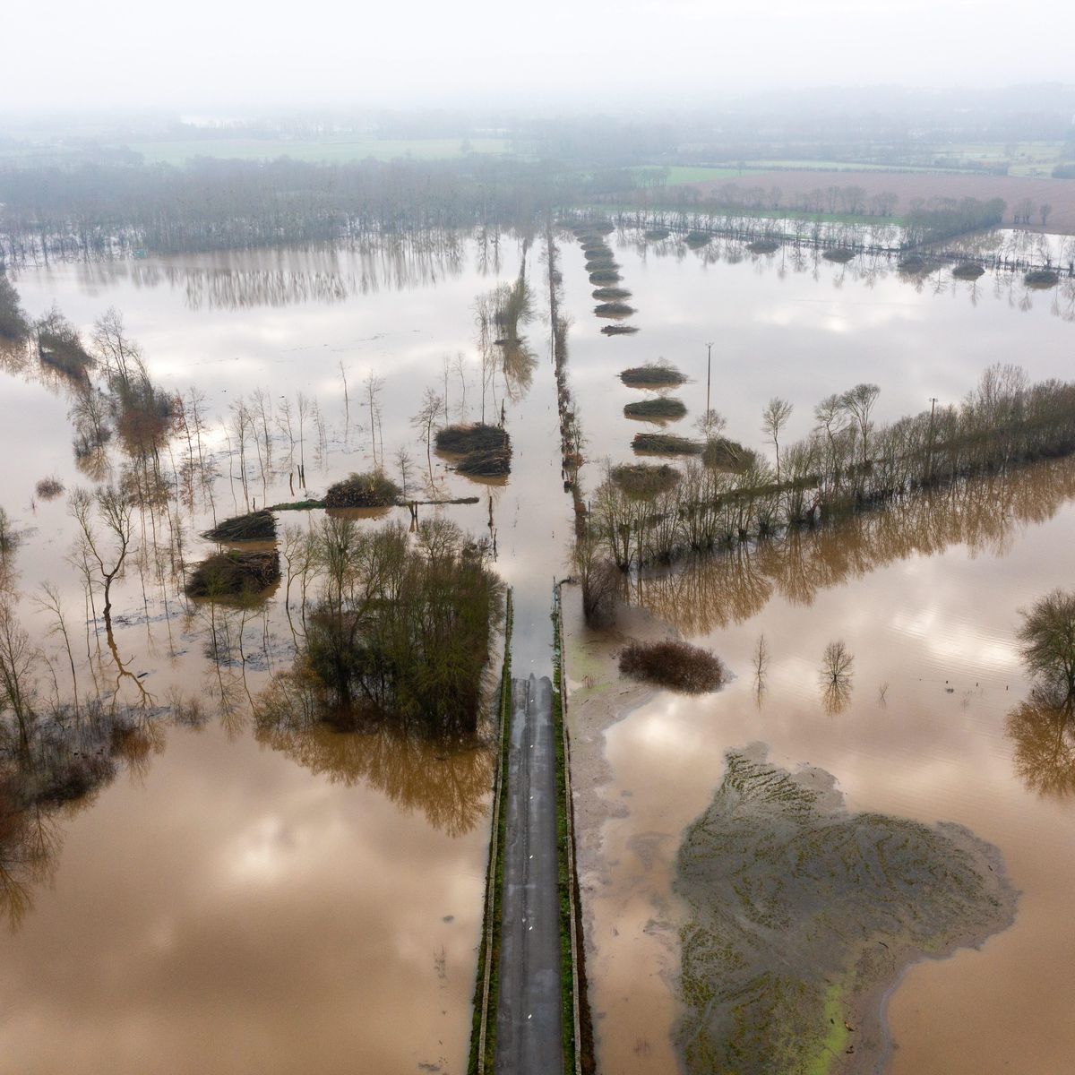 Zebu's rose tweet media