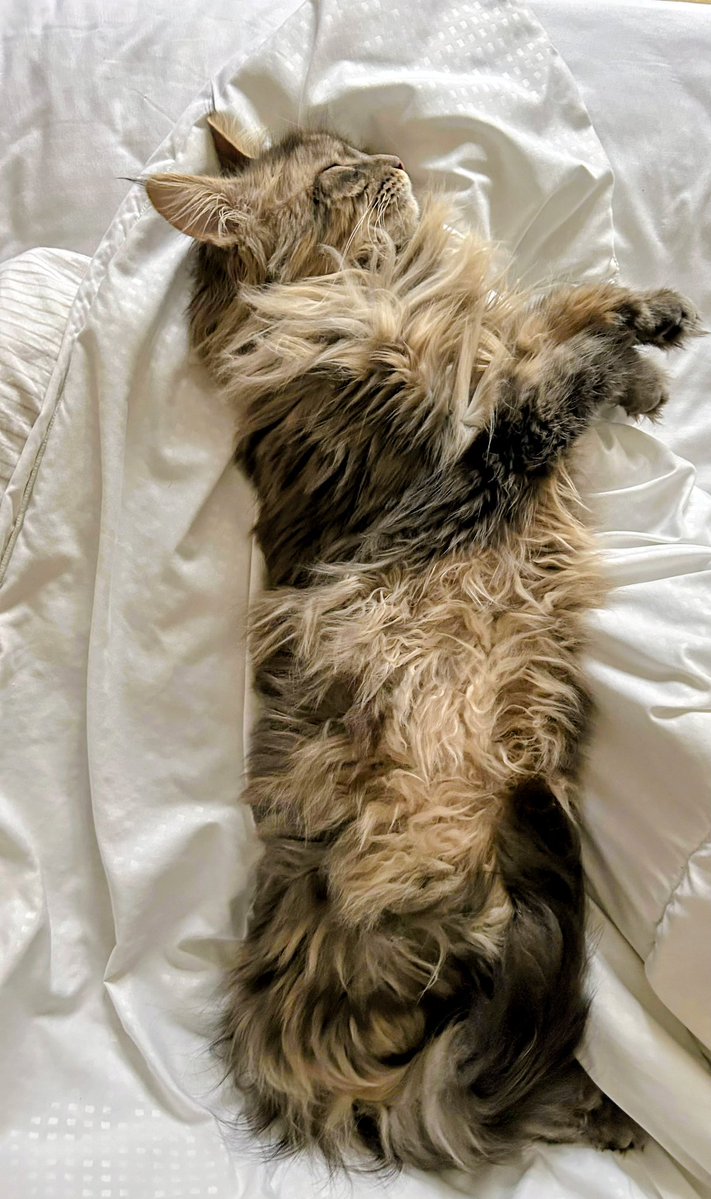 I mean no slight to the art of taxidermy, but this one looks overstuffed.