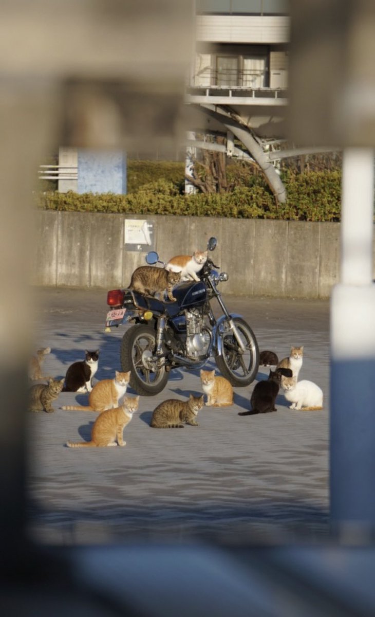#猫の日
