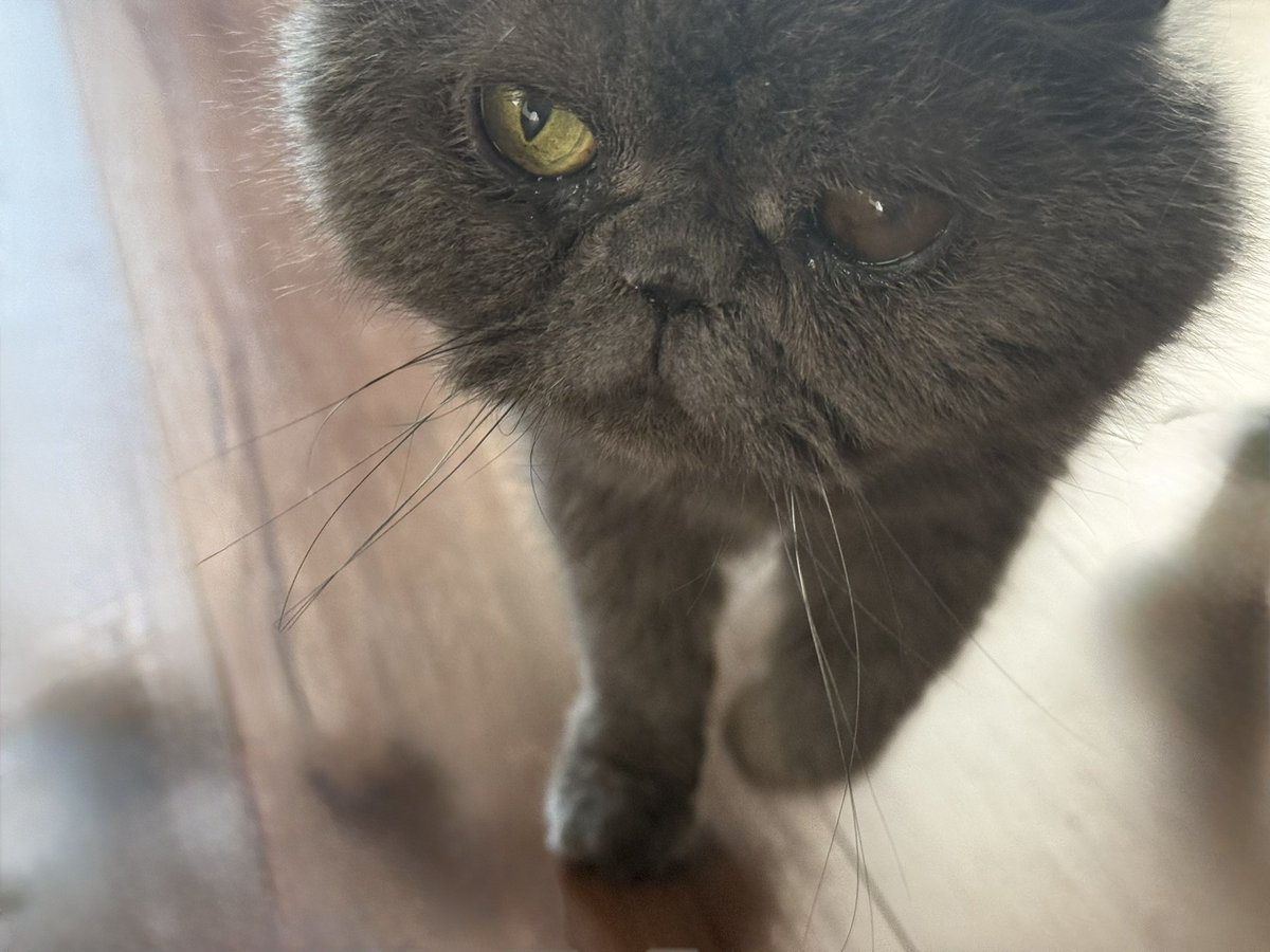 猫の日 わが家のねこ様🐱🐱