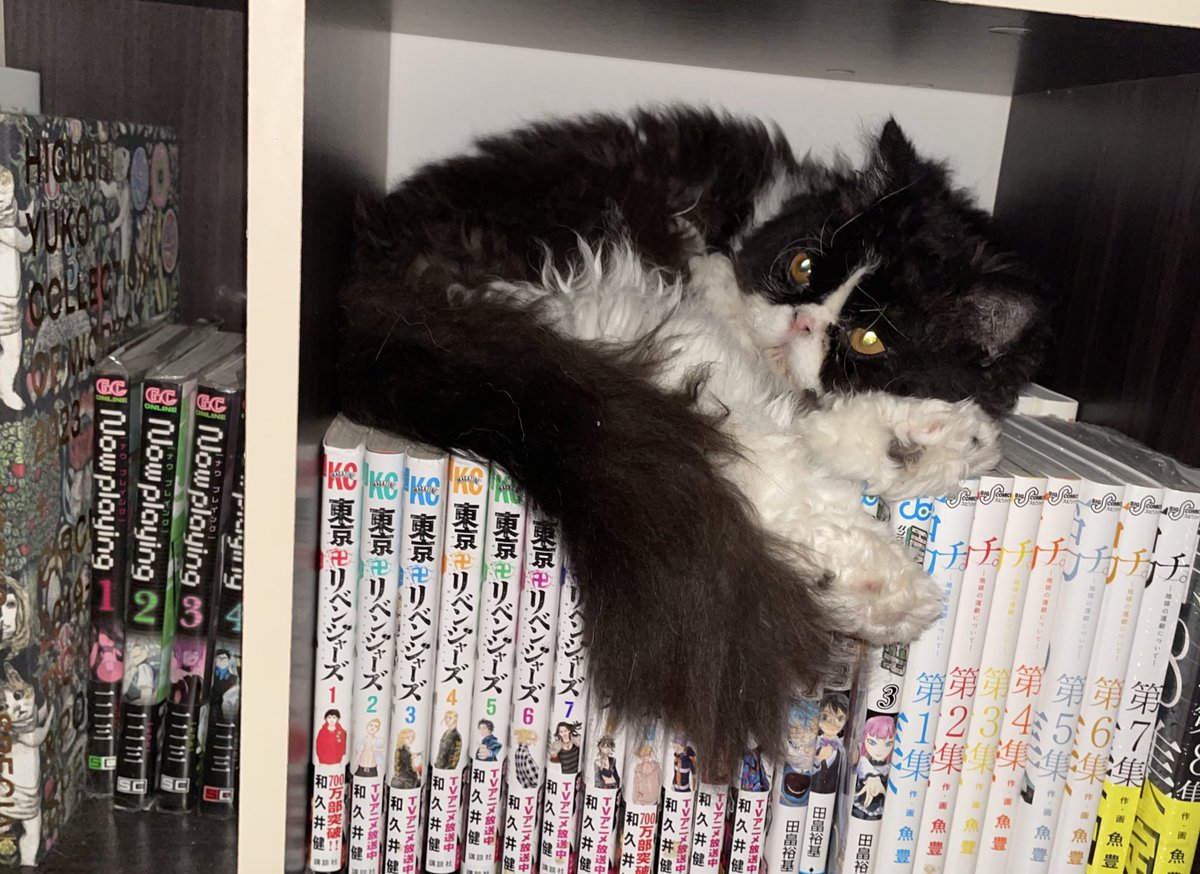 猫の日 わが家のねこ様🐱🐱