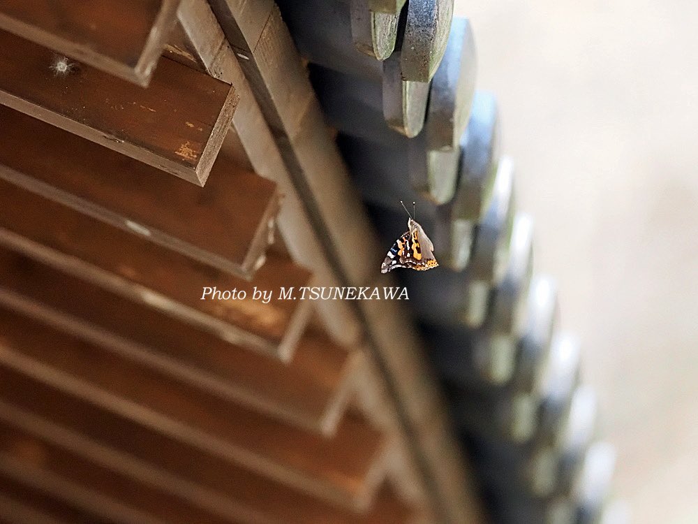 Makoto Tsunekawa tweet media