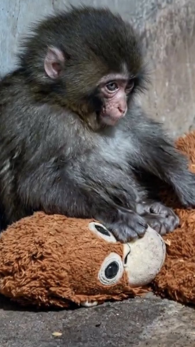 afroditi fra tweet media