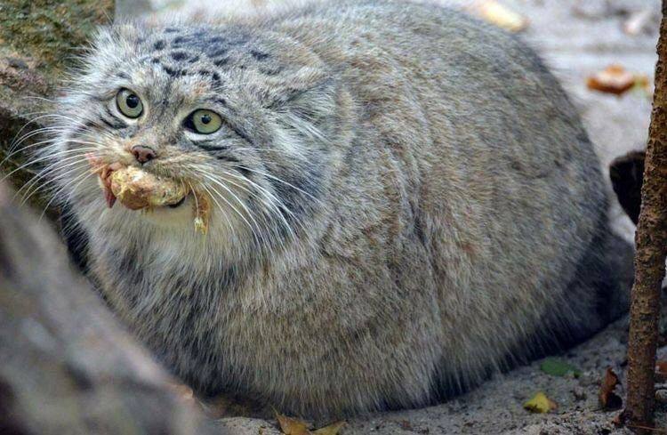 Daily Manul (@dailymanul) on Twitter photo 