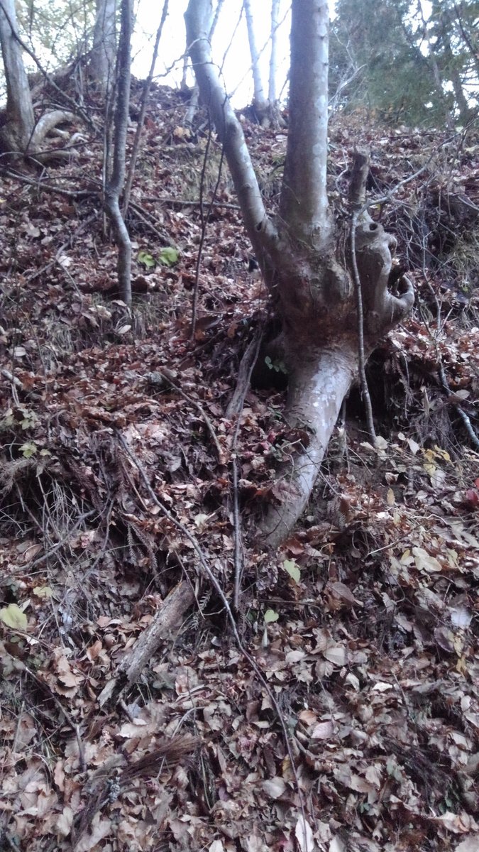 ホニさん/HONI-SAN tweet media