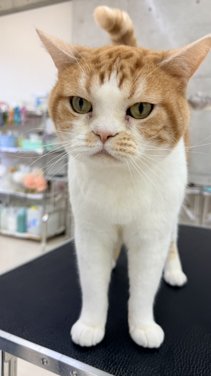 chibaaiken's tweet photo. 今日は #ねこの日 🐈

ｶﾜｲｲねこちゃんの写真たくさん見たいので、フォロワーのみなさまの愛猫をリプに思う存分載せてくださいませ♡ https://t.co/5XFj4hlRtj