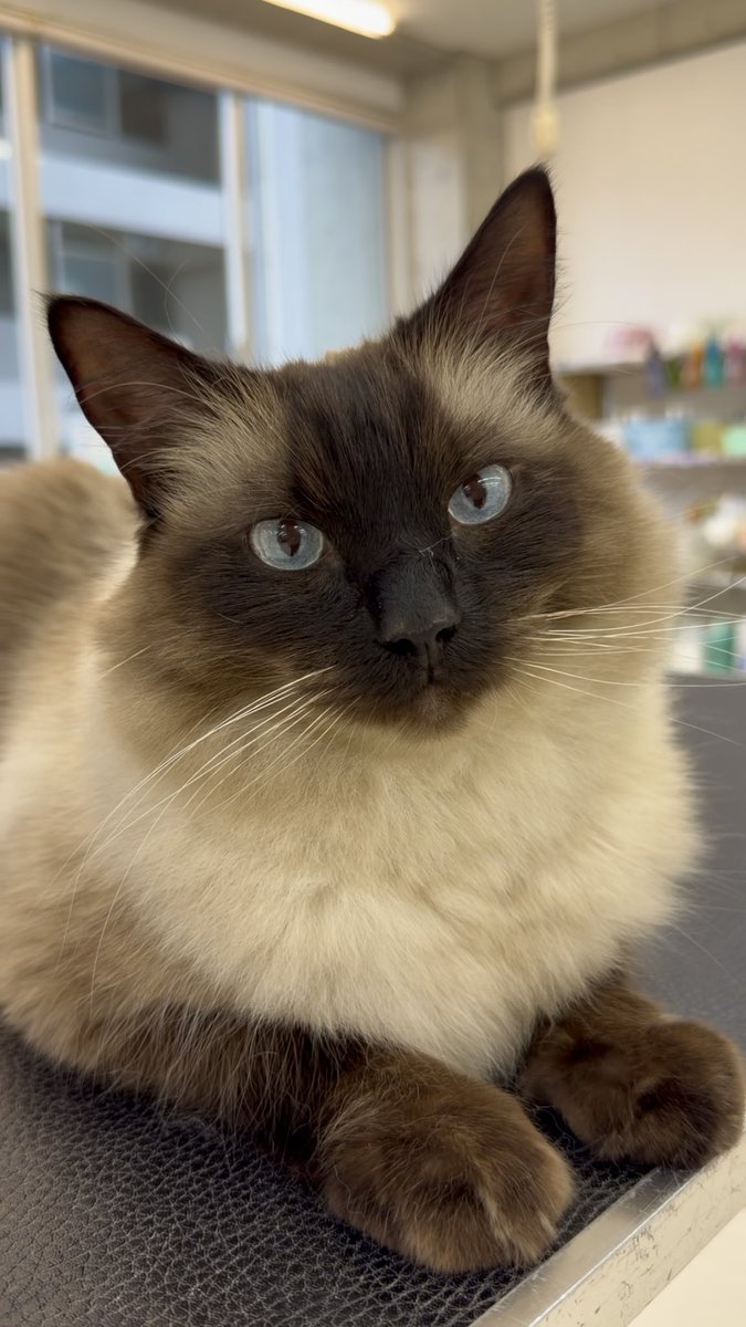 chibaaiken's tweet photo. 今日は #ねこの日 🐈

ｶﾜｲｲねこちゃんの写真たくさん見たいので、フォロワーのみなさまの愛猫をリプに思う存分載せてくださいませ♡ https://t.co/5XFj4hlRtj