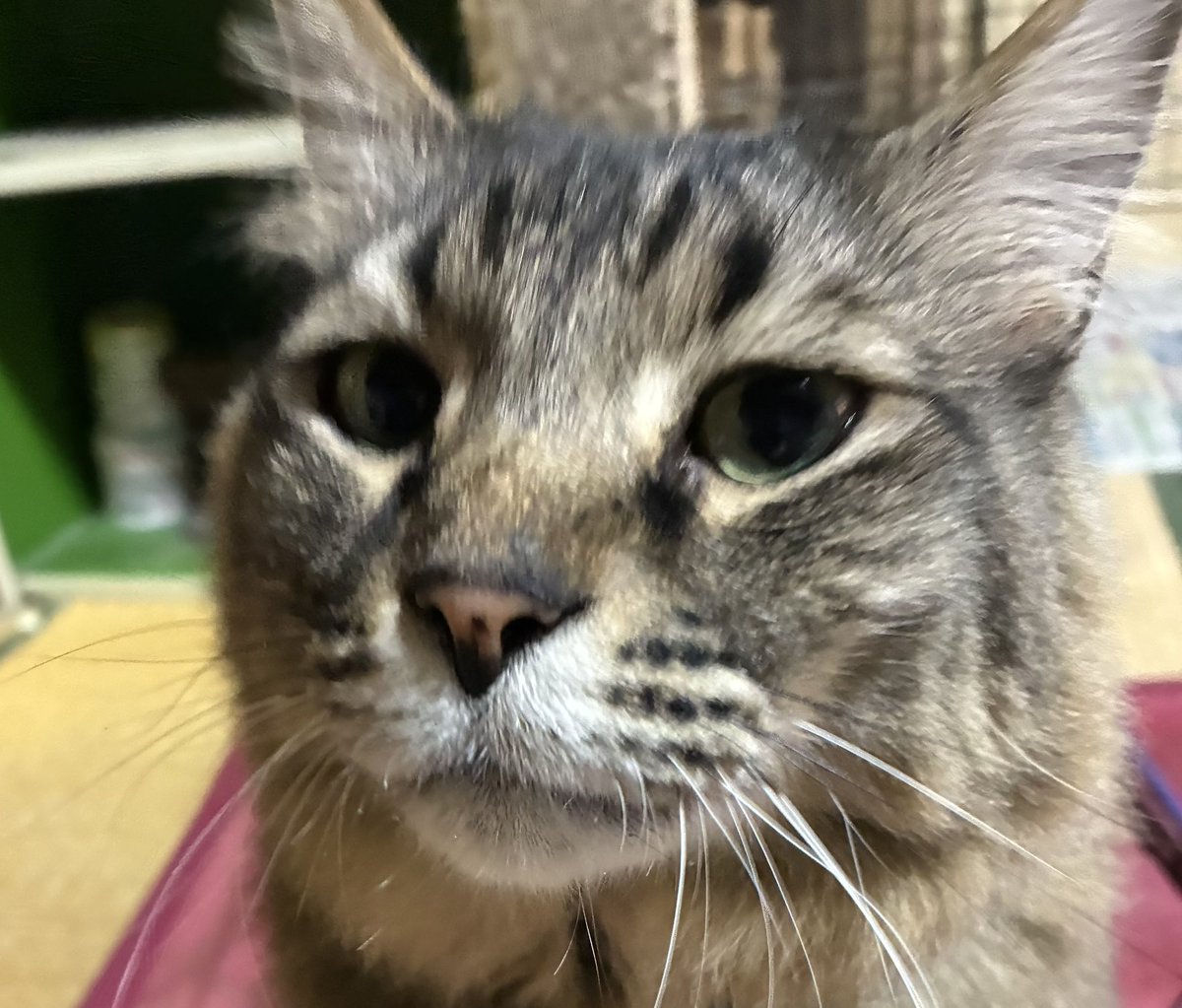 猫の日なのでね。