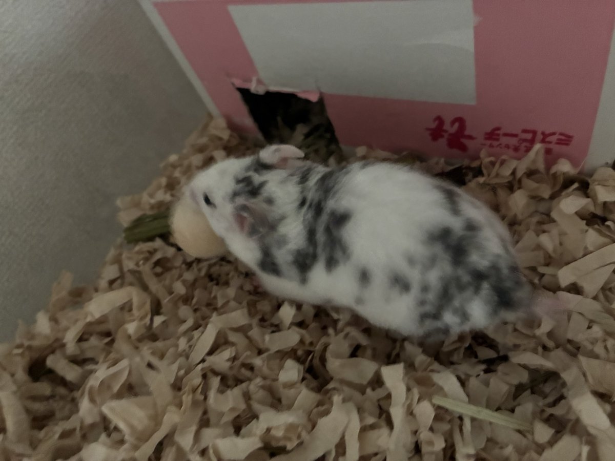 pokehamGo's tweet image. ブチ柄最高🥰