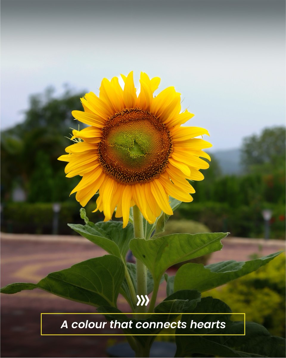 souindia's tweet photo. From blooming gardens to bright landscapes, Basant Bahar has filled the Statue of Unity with golden energy. A vibrant atmosphere, cheerful colours and refreshing nature await you. Love yellow? Come witness the beauty of spring all around SOU.
#ThinkYellow #BasantBahar #StatueOfUnity #SpringVibes #EktaNagar #TravelSOU #VisitIndia