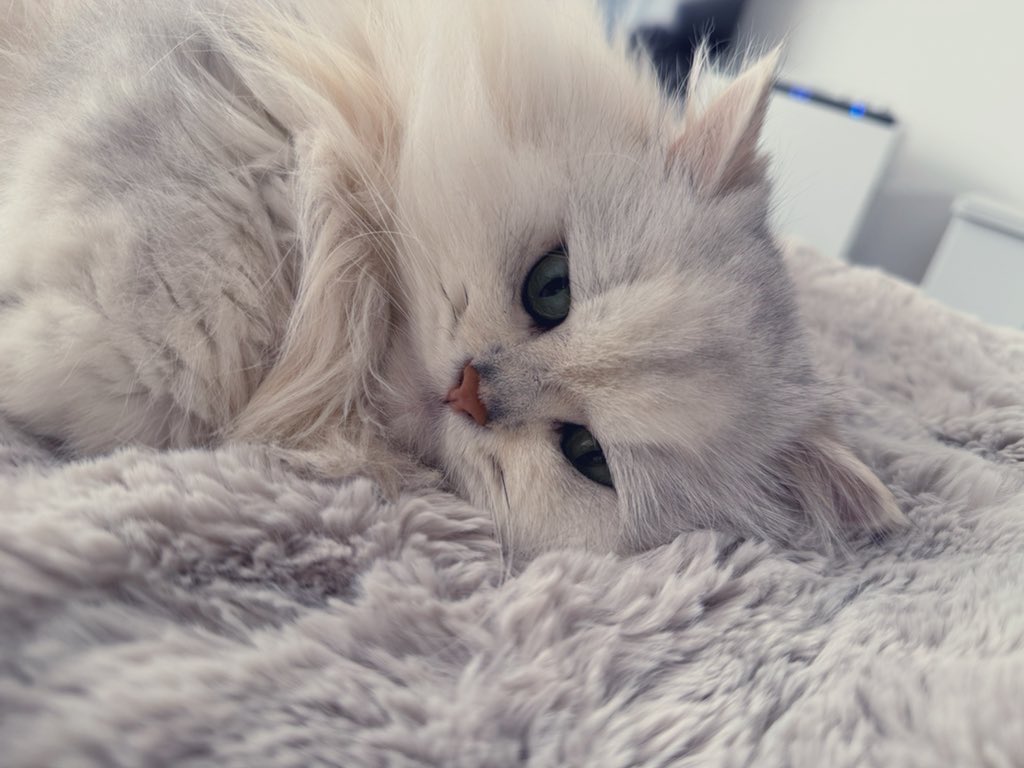 にゃんにゃんにゃんこの日