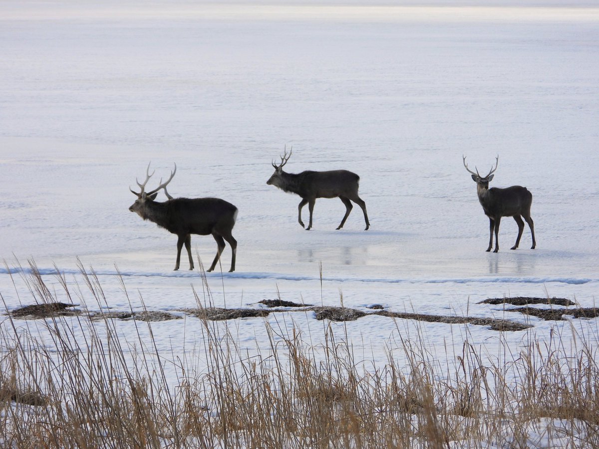 道東フェッチ tweet media