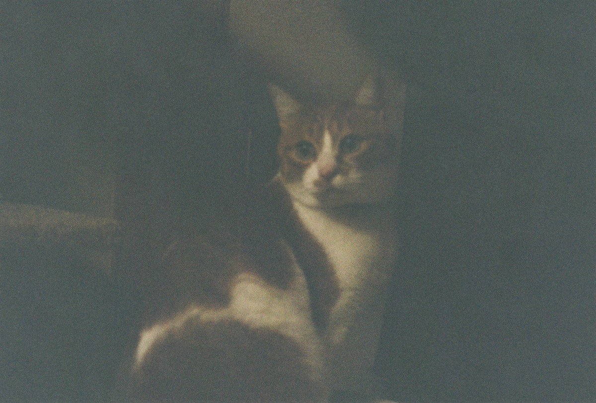 みち草 tweet media