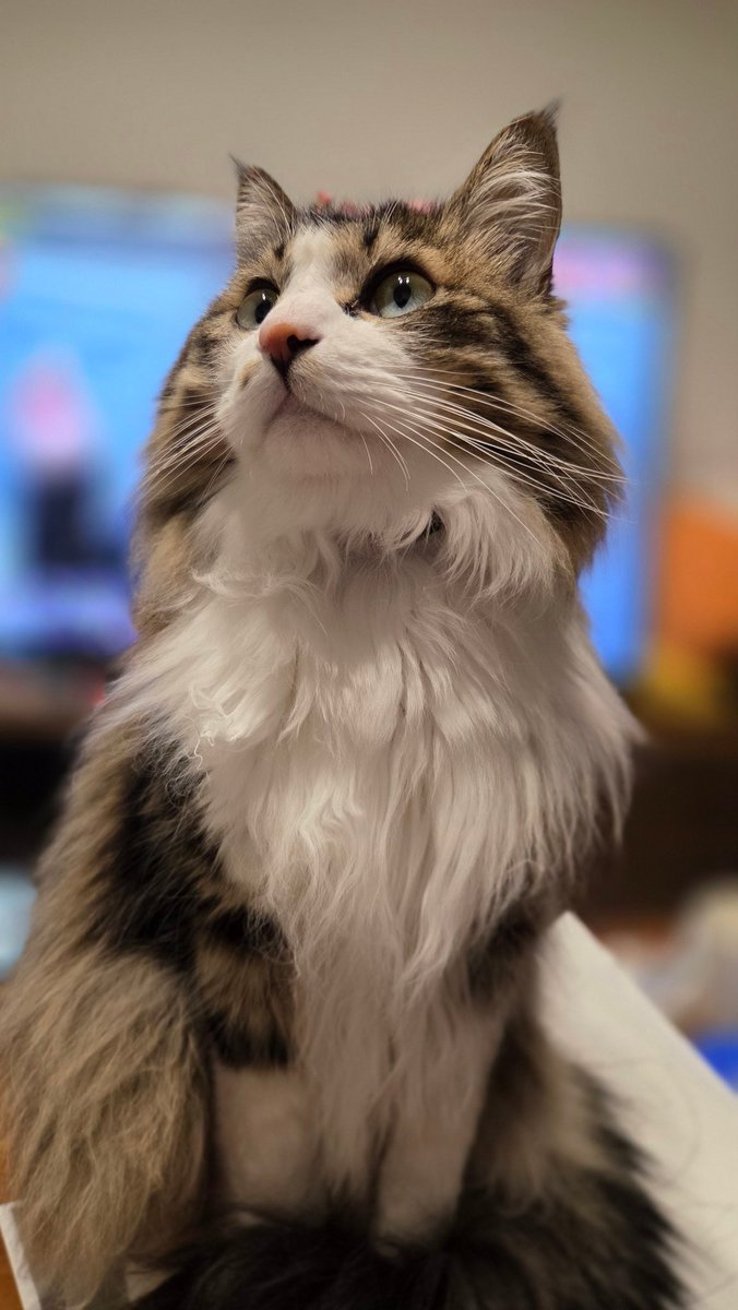 cocoxami 素敵な企画参加させていただきます！ うちの猫ちゃんです