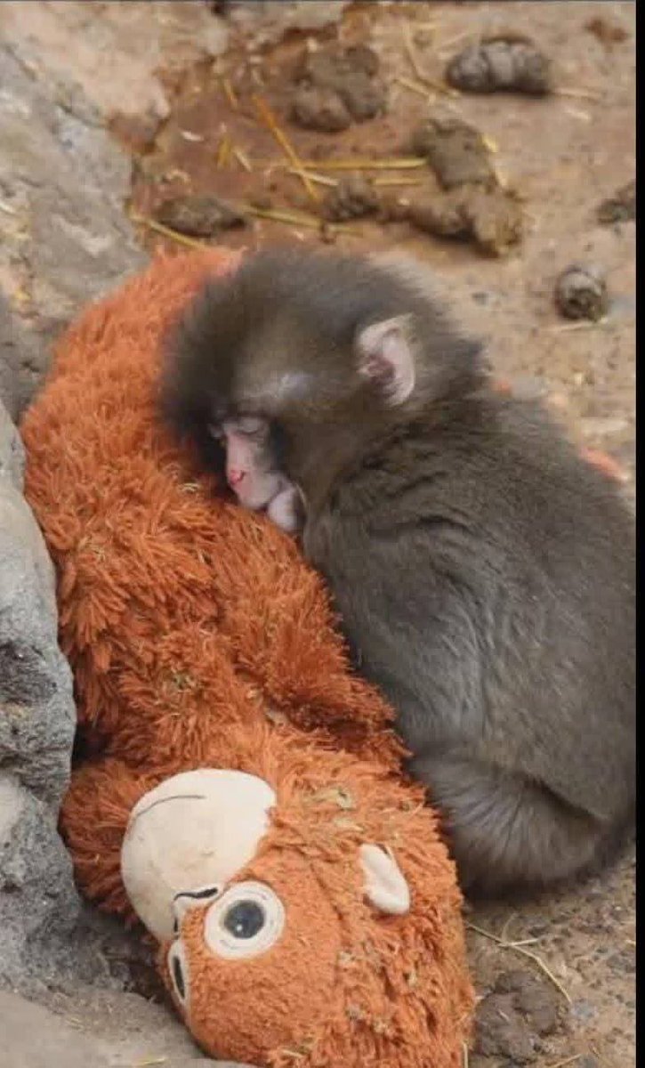 माँ से  बड़ा कोई नहीं दुनिया...❤️❤️

माँ का साथ छूटा तो ये बन्दर ने एक खिलौने को ही 
अपनी माँ मान कर सहारा बना लिया 
सीने से लगाकर ऐसे पकड़े है जैसे कि वह उसकी पूरी दुनिया हो 💕🥰
कभ कभी जब माँ की याद आते है तो आंखों में पानी आ जाता है  
एक माँ ही अपने बच्चों के लिए पूरी दुनिया