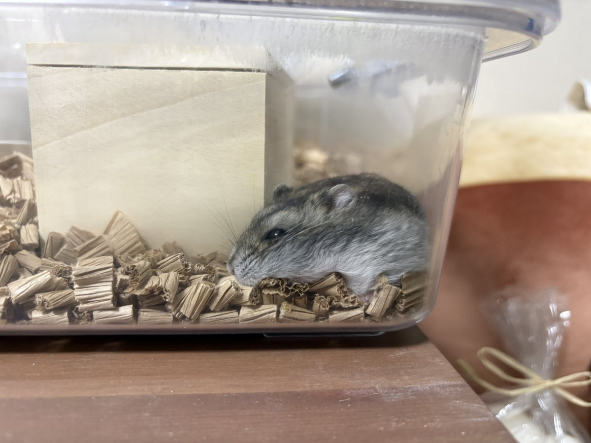 pine17_ham's tweet image. まったりタイム