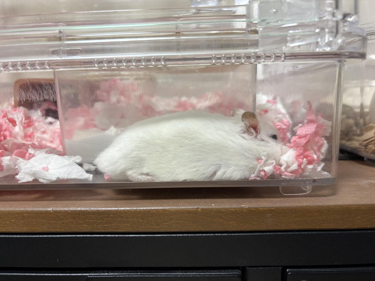 pine17_ham's tweet image. まったりタイム