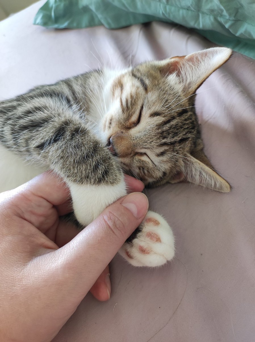 🆘ребят, нашему приютику очень нужна помощь в оплате долга в клинике 🙏🥺 сумма большая, нужно погасить хотя бы частично. будем безмерно благодарны за любую помощь 🙏
5536914169063991 тинёк
2202206393055004 сбер
2200153971889168 альфа
9219611572 тлф на все карты
Екатерина О.