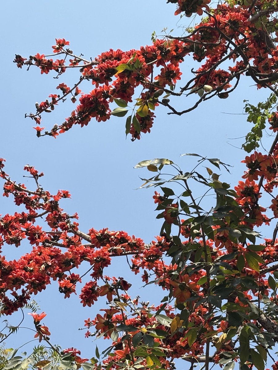 The days are getting warmer.
But they also bring the red Shimul flowers back to Dilli’s streets, and that almost feels worth it.