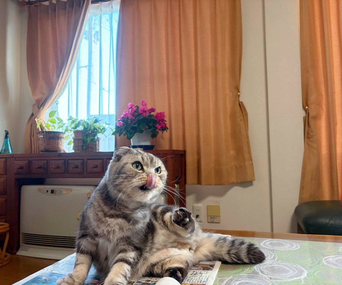 ちょこざい (@Z7ZX001) / Posts / X