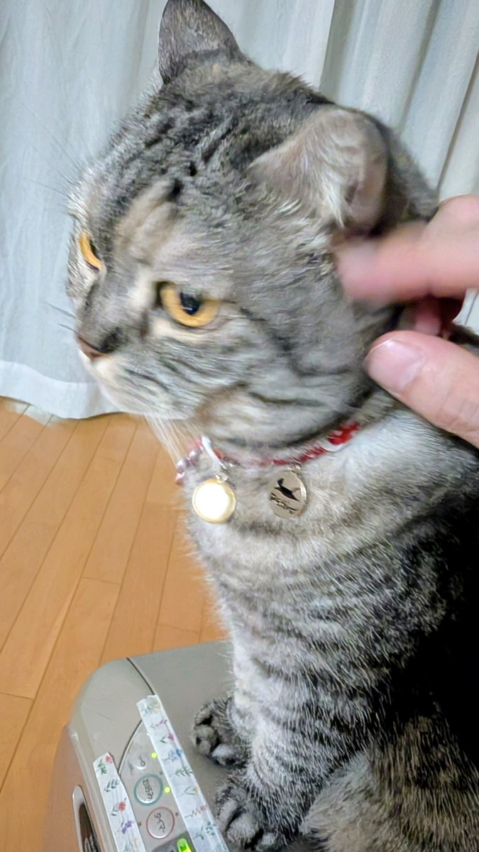 ねこさん⚡(ΦωΦ) (@catnap707) / Posts / X