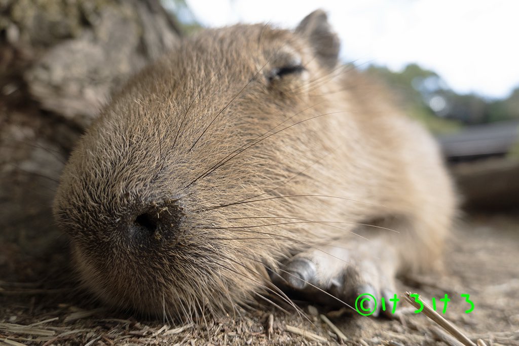 けろけろ (@capyanimal) / Posts / X