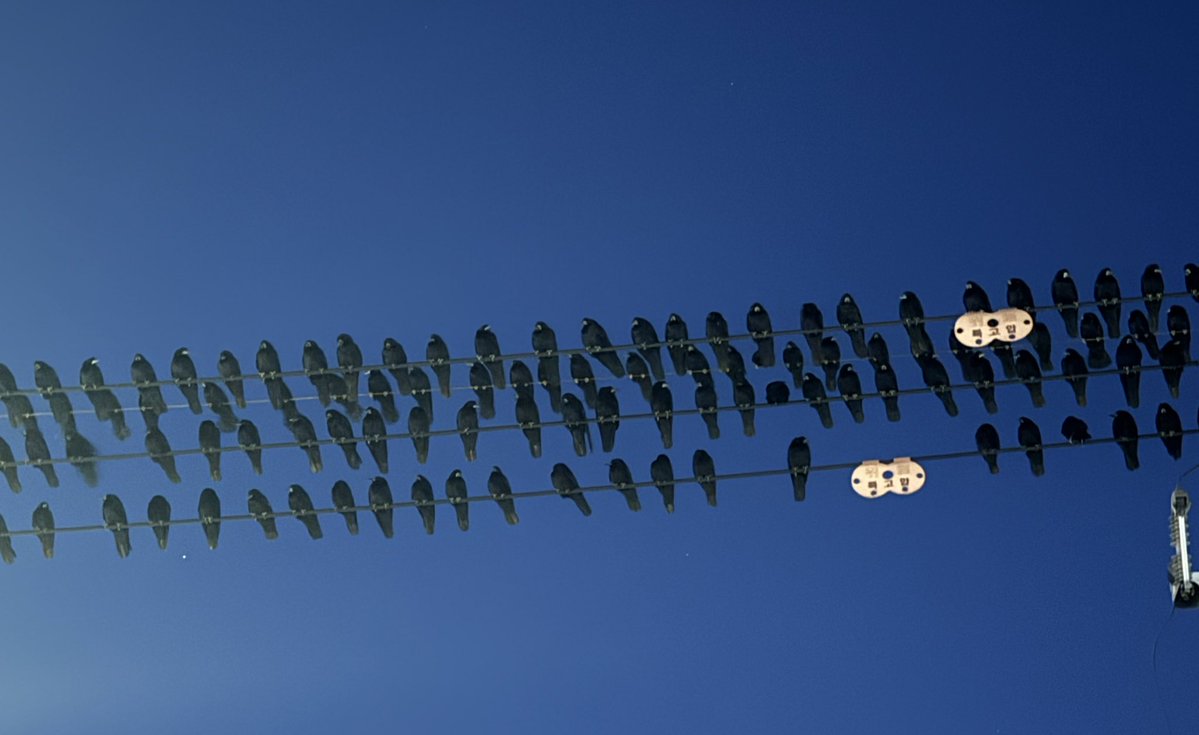 엄청나… 까마귀짱많다