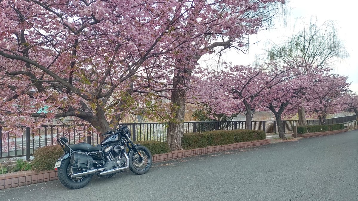 MartianCatWKY's tweet photo. 河津桜綺麗でした https://t.co/zktj6QBHXJ