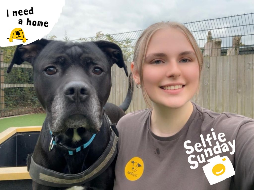 #SelfieSunday this week is besties Conan and Dog Welfare Assistant Sophie! 💛🐶 

#Rehome #RescueDog #AdoptMe #INeedAhome