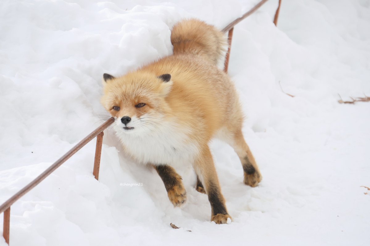 きつねも歩けば棒に当たる(オッコ♀) #北きつね牧場