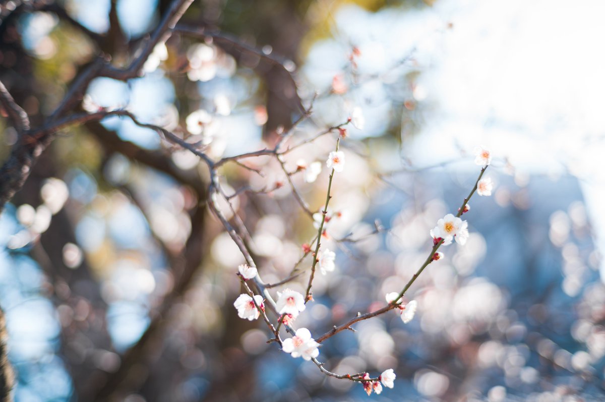 みかづき (@mic_azuki) / Posts / X