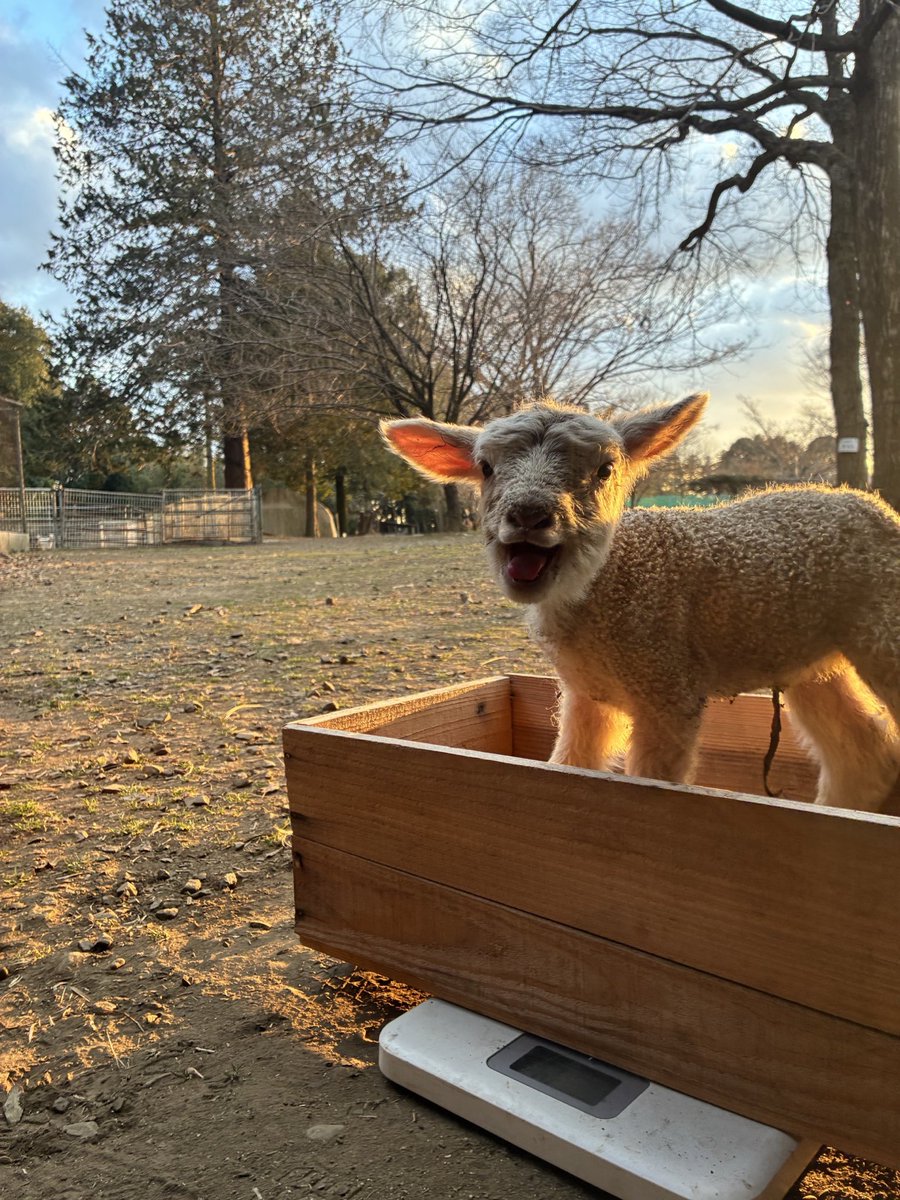 体重測定したメェー！！！🐏 3.4kgと3.1kgだメェー⚖️ #ダチョウ