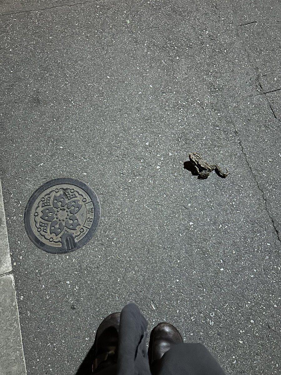 蛙に遭遇。危ない！